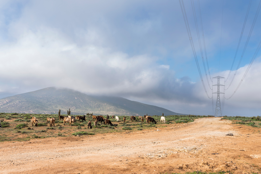 Power lines in a Chilean countryside, with goat cattle grazing the fields before crossing the road.