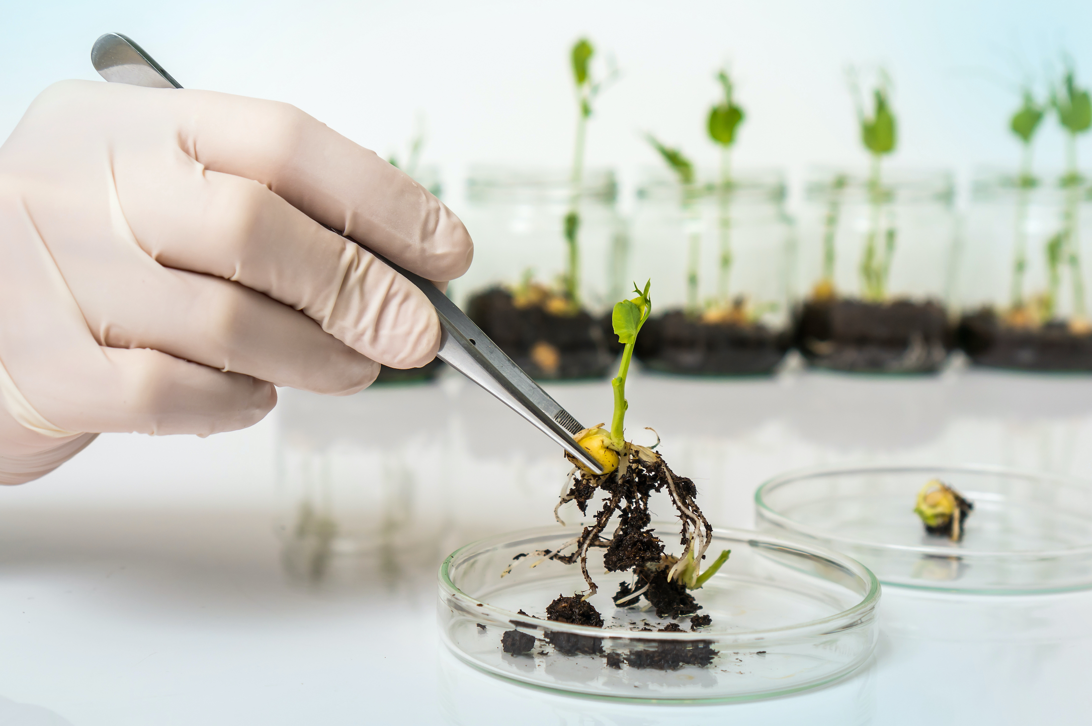 科学家在实验室里培育植物幼苗