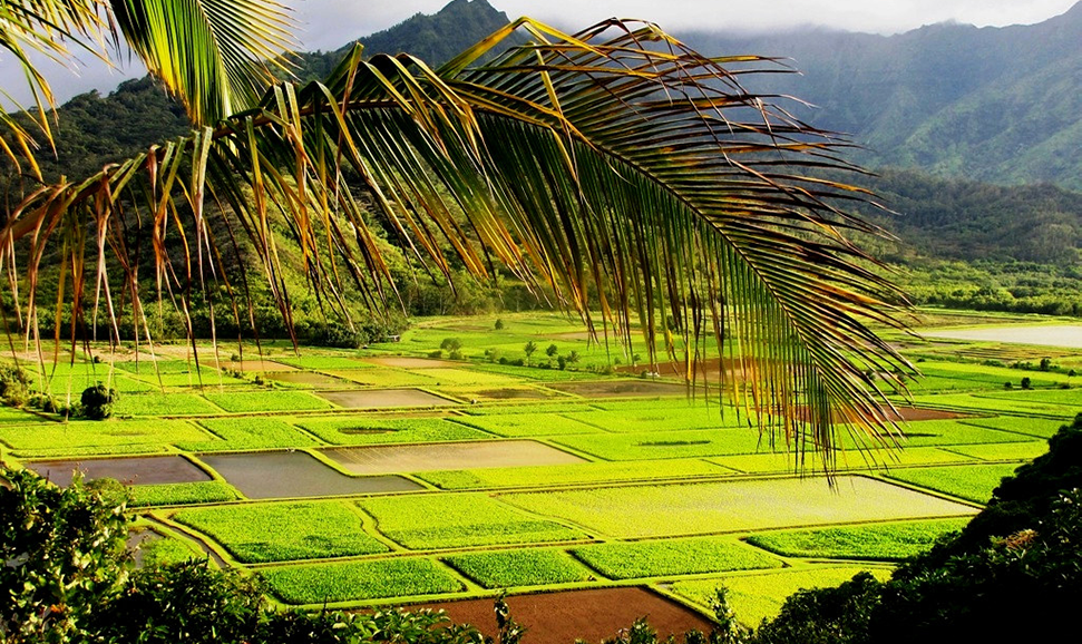 夏威夷被淹的芋头田，叫做kalo lo'i。