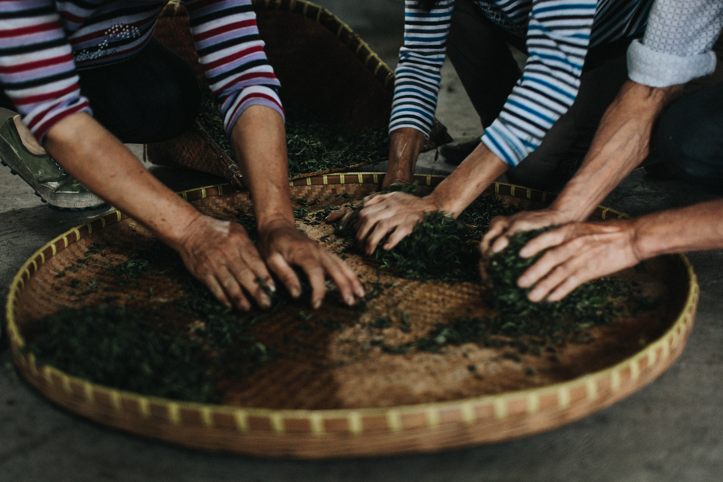 Numi茶工人分离叶子