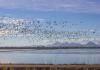 Migrating waterfowl take off from winter-flooded rice fields in California’s Sacramento Valley