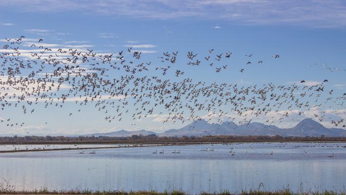 Migrating waterfowl take off from winter-flooded rice fields in California’s Sacramento Valley