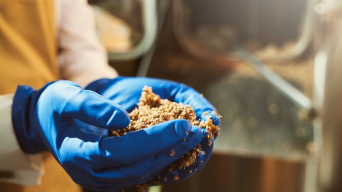 Close up of person's hands in blue rubber gloves holding milled malt grains during a brewery process.