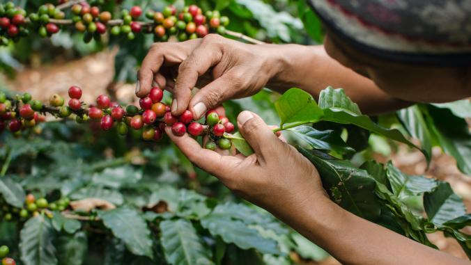 Coffee farmer