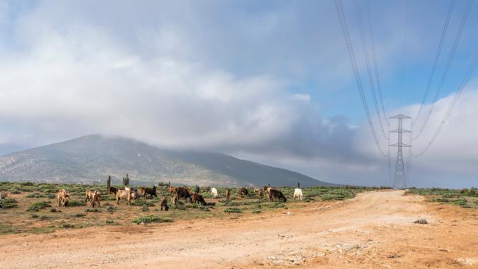 Power lines in a Chilean countryside, with goat cattle grazing the fields before crossing the road.