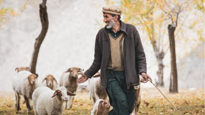 人走with pasture cattle in Hunza Valley, Pakistan in October 2019.