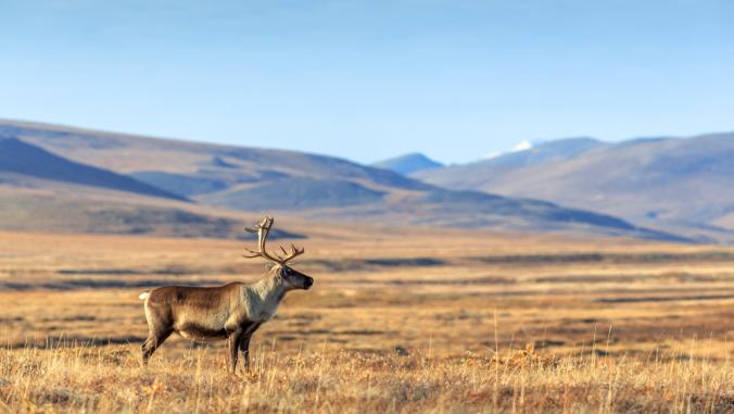 Lone reindeer in the tundra Chukotka, Siberia, with hills seen in the distance.