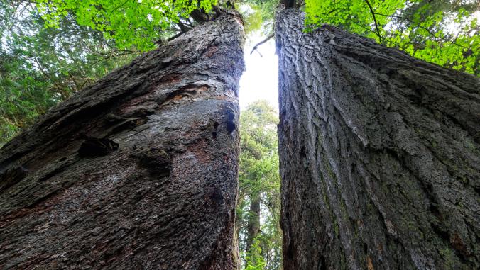 Two thousand-year-old Douglas Fir trees.