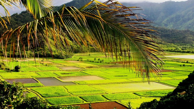 夏威夷被洪水淹没的芋头田，叫做kalo lo'i。