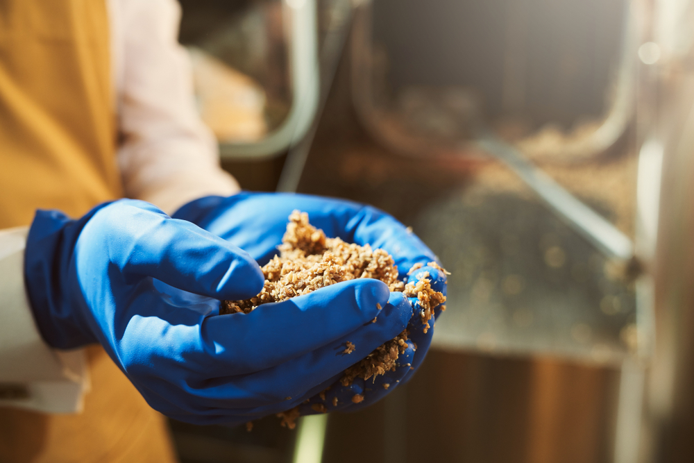 Close up of person's hands in blue rubber gloves holding milled malt grains during a brewery process.