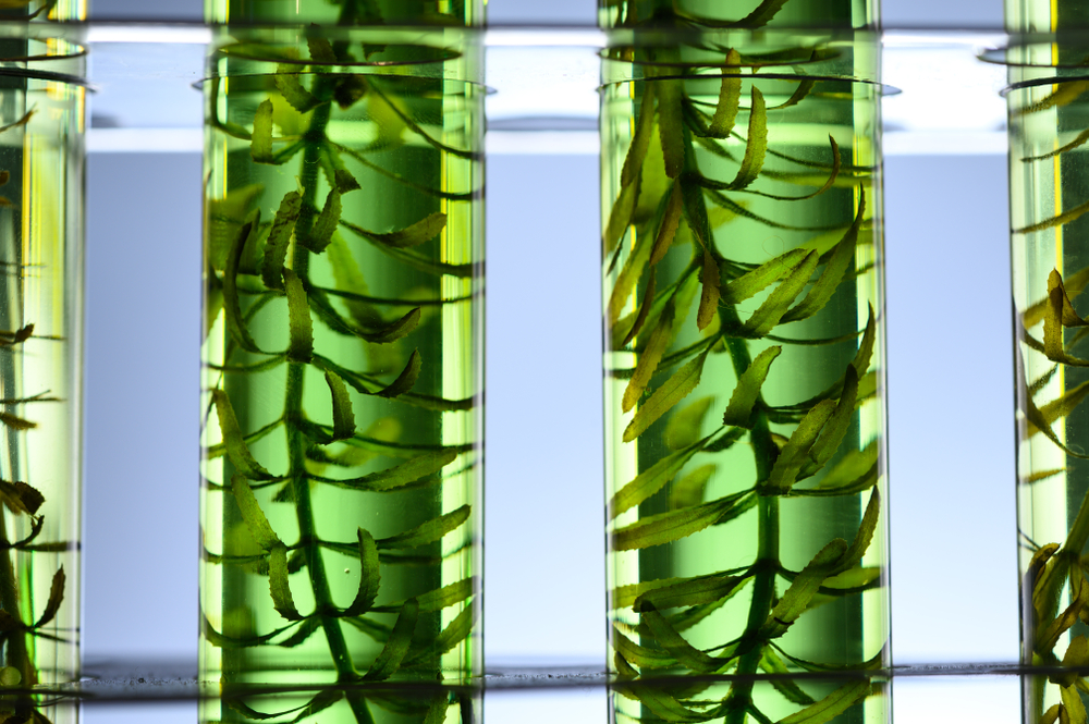 海藻海藻在试管中进行的实验室研究