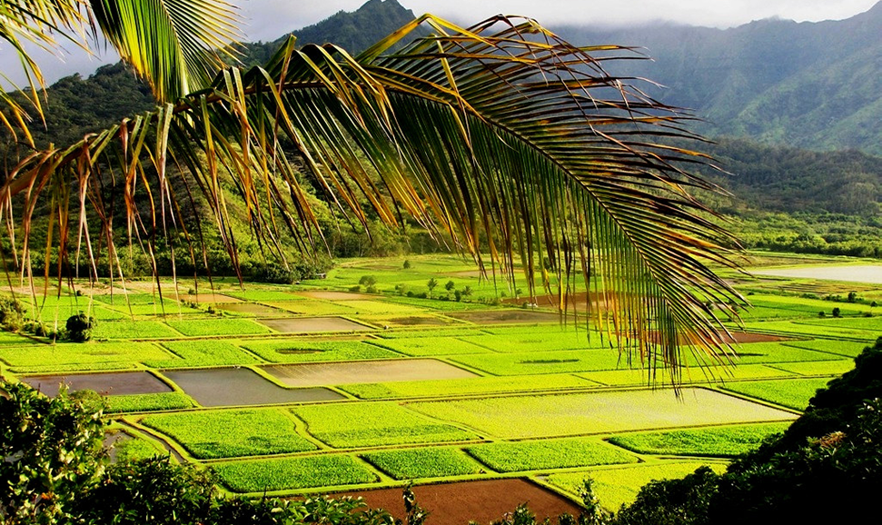 夏威夷被洪水淹没的芋头田，叫做kalo lo'i。