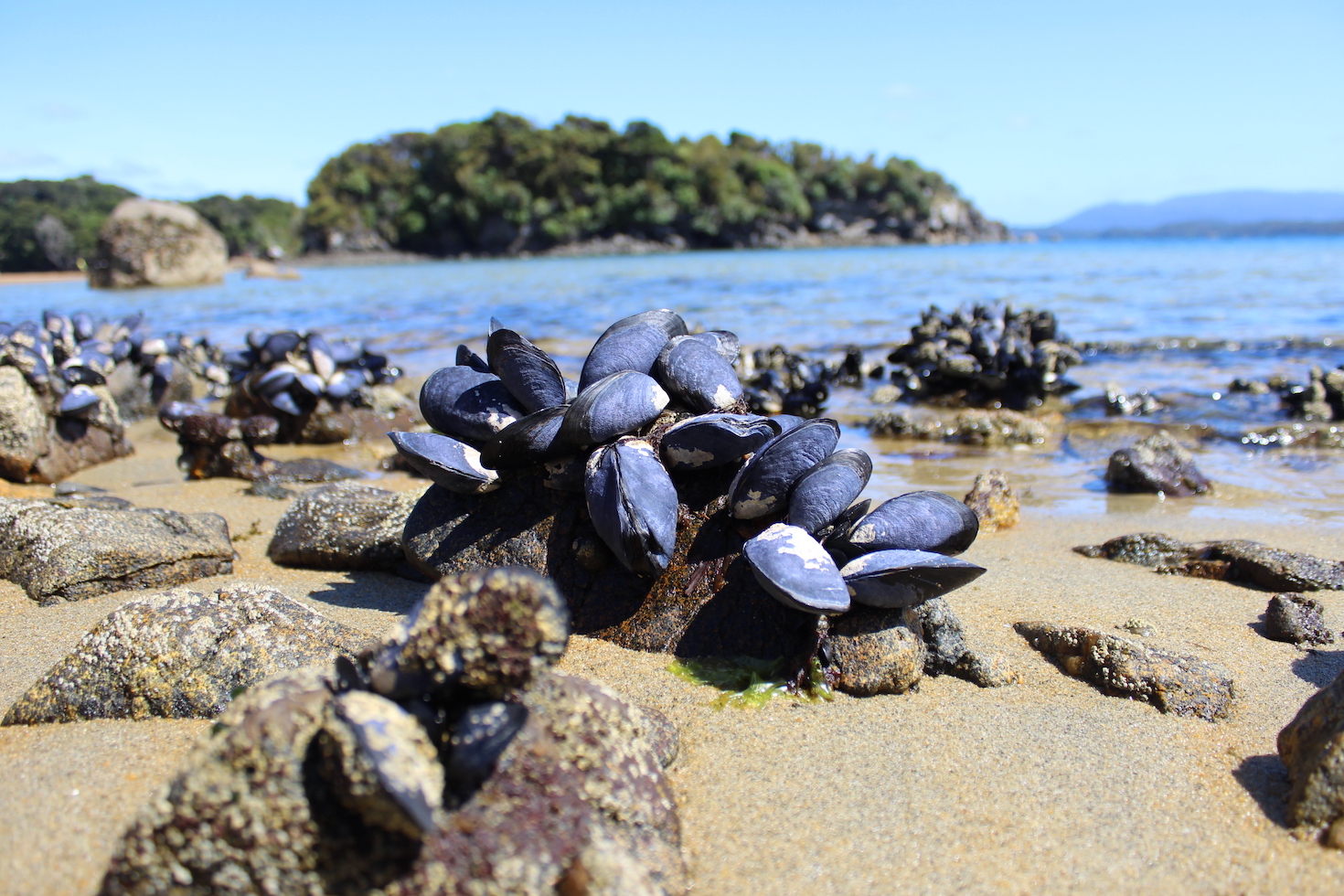 贻贝在海滩上