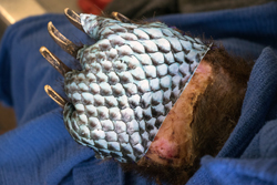 罗非鱼皮用来治疗爪子熊在加利福尼亚州的托马斯大火烧毁。