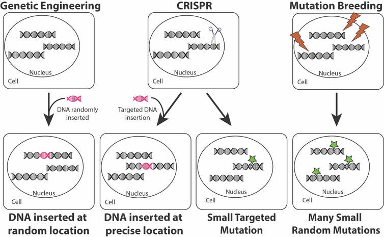 CRISPR与DNA