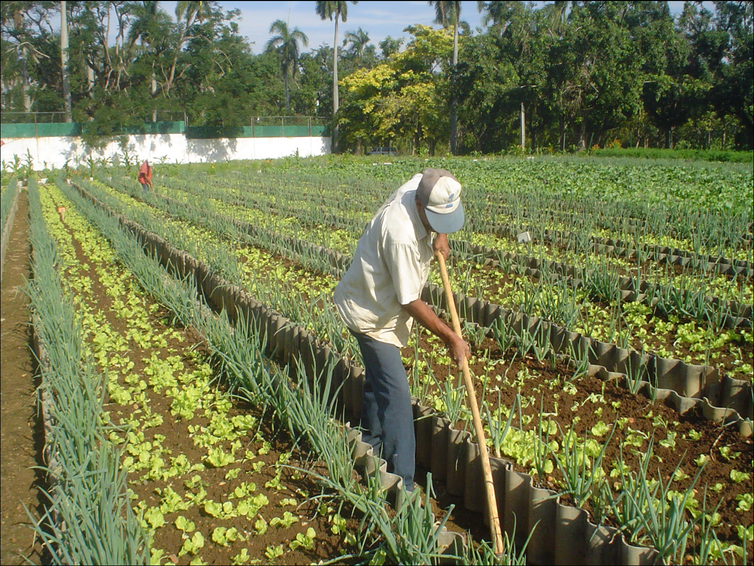 An organic farm in Cuba