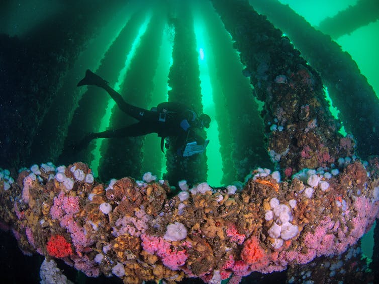 海洋生物学家调查鱼类