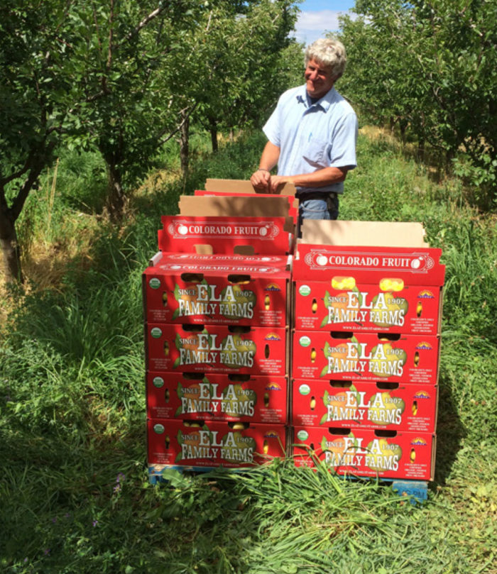 史蒂夫·埃拉(Steve Ela)在他的科罗拉多农场种植多种水果品种，并将它们直接推向市场，这两种策略提高了他的经营弹性，并帮助他保持盈利。(劳拉·兰尼克摄)
