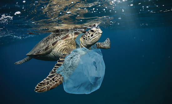 龟，海洋塑料