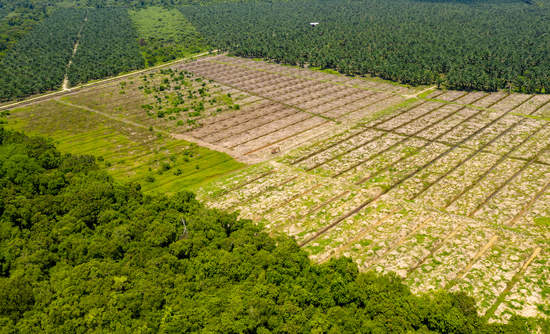 砍伐森林婆罗洲棕榈油种植园
