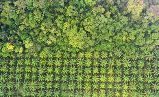 雨林边缘的棕榈油种植园。马来西亚的森林砍伐破坏了热带雨林以获取油棕