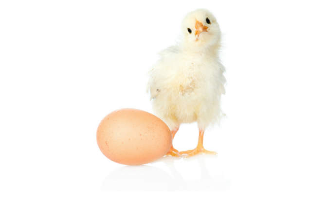 先有鸡还是先有蛋的难题与气候变化