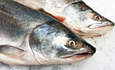 Verlasso致力于可持续的三文鱼养殖featured image