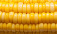 玉米，扩大有机可持续食品