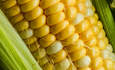 玉米食品养殖的可持续发展竞彩足球app怎么下载