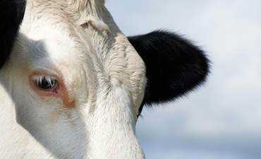 ICYMI:更环保的牛，更环保的税，还有地球日的特色图片