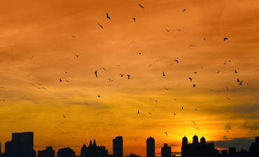 城市野生动物:城市生物多样性飞行特色形象