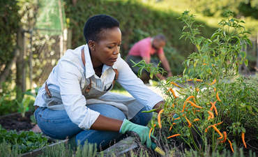 黑色的农民照顾从温室植物和收获新鲜蔬菜的。
