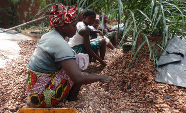 来自象牙海岸的妇女在农村从事可可生产，在晒干可可豆前提取和清洗可可豆。