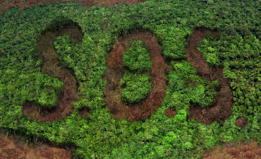 大多数大公司未能报告森林砍伐风险的特征图像