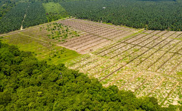 在婆罗洲砍伐森林以种植棕榈油