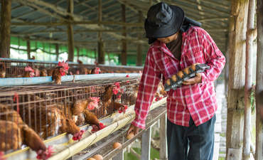 农夫在养鸡场收集鸡蛋