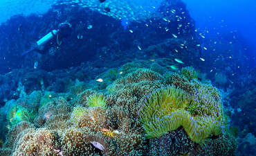 亲爱的东南亚国家:深入海洋保护特色形象