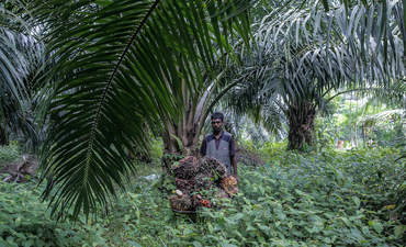棕榈油种植园，马来西亚吉隆坡