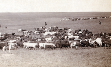 牛从农业另一个时代，贝尔富什，南达科他州境内，1887年向上取整。