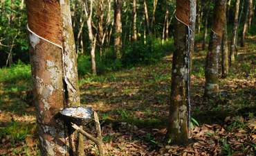 通用汽车、米其林在森林砍伐问题上采取了与橡胶相关的措施