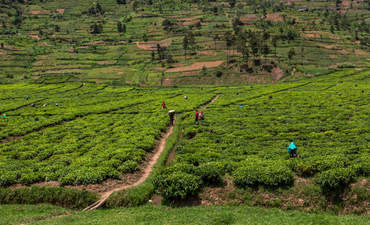 卢旺达的茶园
