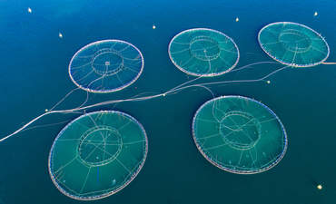 挪威鲑鱼养殖场