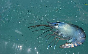 虾在海洋塑料微粒