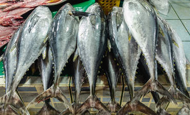 新鲜菲律宾黄鳍金枪鱼在鱼市场