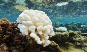 漂白剂珊瑚