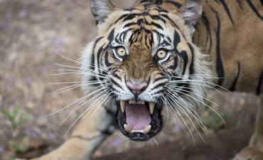 食肉老虎的生物多样性和气候变化
