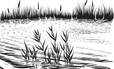 湿地插图
