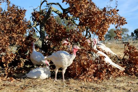 turkeys in front of bush