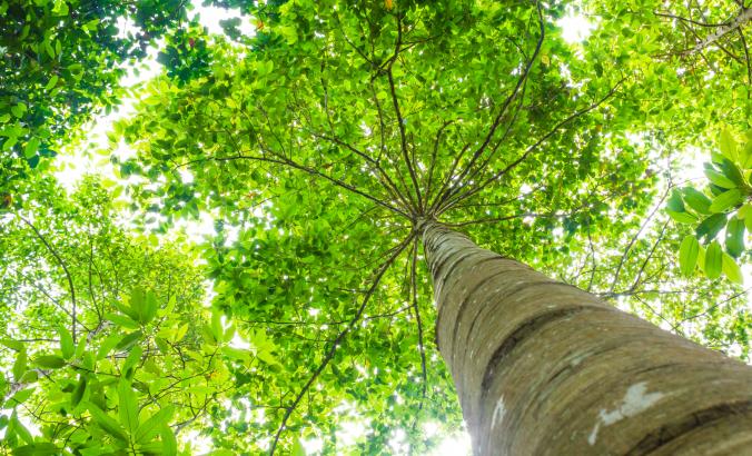 Old growth tree, looking up