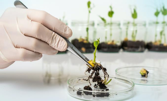 在实验室里研究植物幼苗的科学家